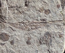 Centriscus teleajensis - Rare