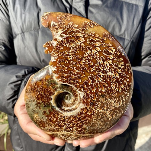 9lb rare natural tentacle - 1.9lb, rare!