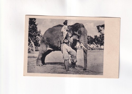 F5204 carte postale - f5204),