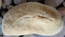 ANCIEN CORAIL BLANC DIT FUNGIA