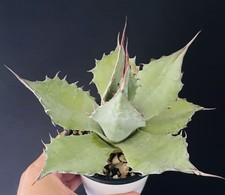 Agave Parrasana Belle génétique Pot 10  Caudex Succulente Cactus Plante 3