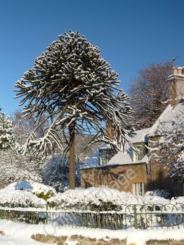 Photo 6x4 fine monkey puzzle - a,