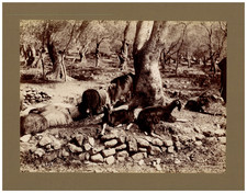 Italie, San Remo, troupeau de