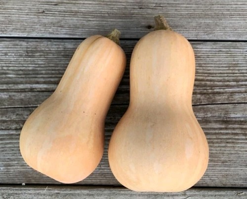 Graines courge butternut - 20,