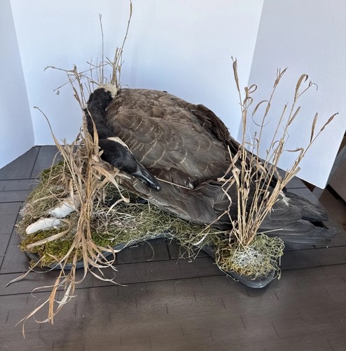 Taxidermy bird grass mount - taxidermy,