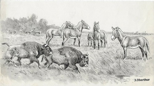 Joseph oberthur steppe - joseph,