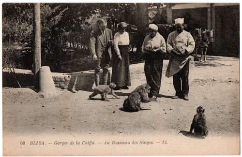 Cpa algerie blida - cpa,