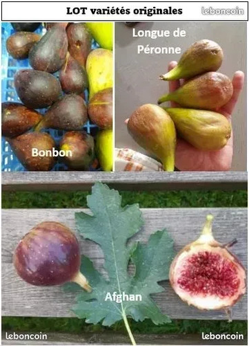 Lot variétés originales - , de