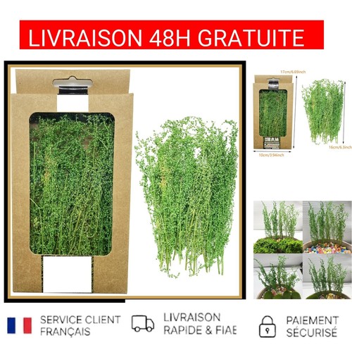 Touffes herbe statique - herbe,