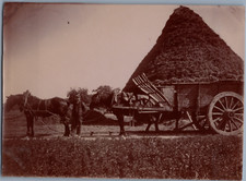 France, Marly, Plaine de trou d'Enfer, cheval et charrette, la moisson Vint