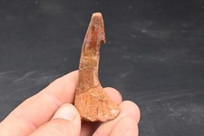 Dent  fossile  de poisson scie Onchopristis Numidus du Maroc Requin 69mm