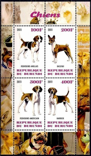 Chiens chasse foxhound - chasse,