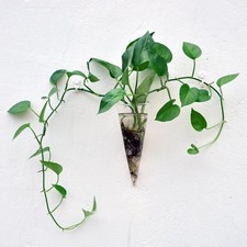 Vase en verre de 16 cm