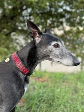 Collier pour  chien, lévrier