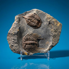 EXCELLENT Selenopeltis and