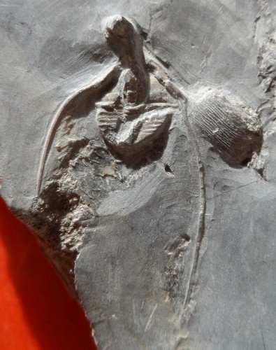 Trilobite ordovicien la - de,