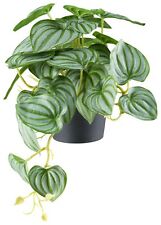 2er Set Peperomia Pendant 29