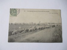 CPA PETITE-SYNTHE Route du pont 1907 Bergers Moutons