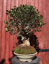 BONSAÏ GROS SUJET OLIVIER