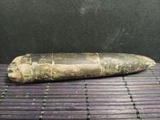 Belemnite megatheutis - megatheutis, sp