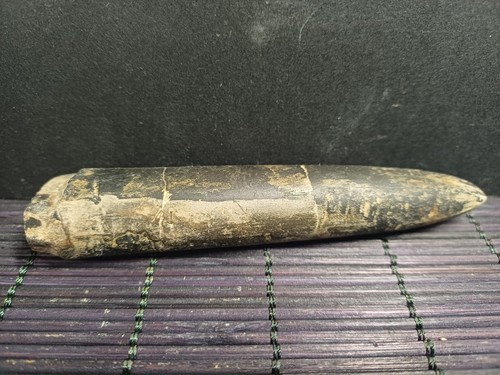 Belemnite megatheutis - belemnite, sp