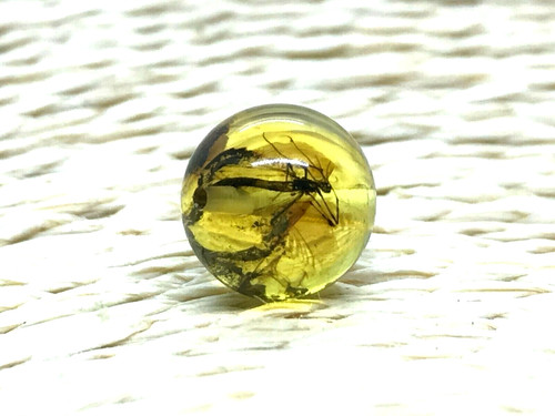 Ambre avec insecte perle ronde - insecte,