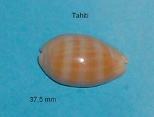 Cypraea Carneola Propinqua