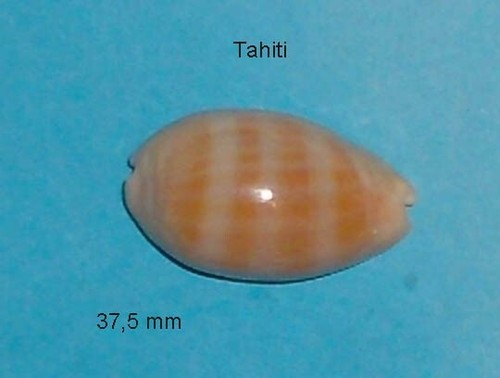 Cypraea carneola propinqua - cypraea,