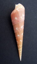 Terebra Guttata 45 mm