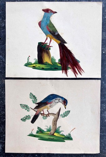 Rare paire feather pictures - "feather, pictures"