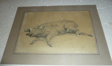 sublime sanglier au fusain sur