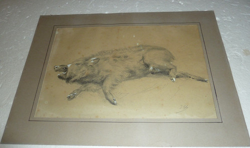 Sublime sanglier fusain sur - sublime,