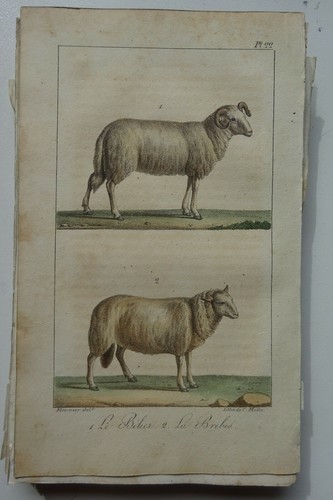 Lot lithographies mouton - mouton, /