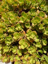  crassula ovata plante adulte 