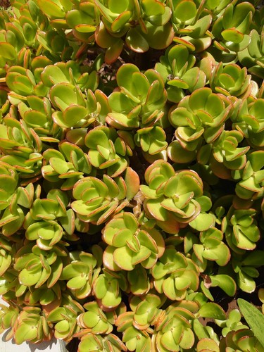 Crassula ovata plante adulte - ,