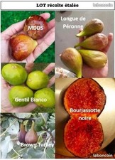 lot figuier a récoltée