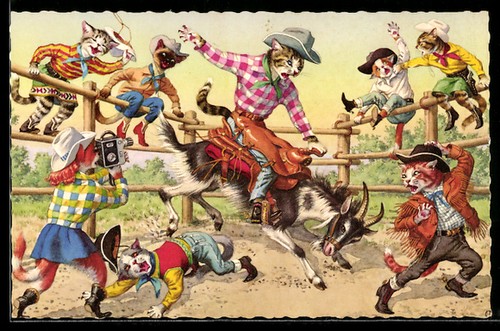 Carte postale chat - cowboy, au
