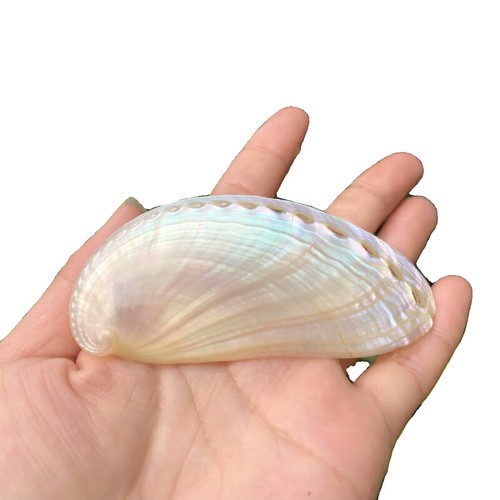 1pc naturel abalone - 1pc,
