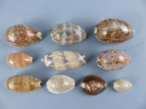 Lot coquillages - lot, de