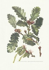 Planche 34 Histoire Naturelle