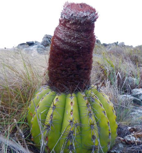 Melocactus south cliffs of - sp.,