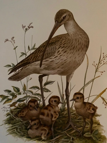 Planche ornithologique - , /