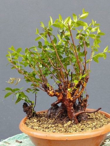 Bonsaï myrte sauvage 20 - sauvage,