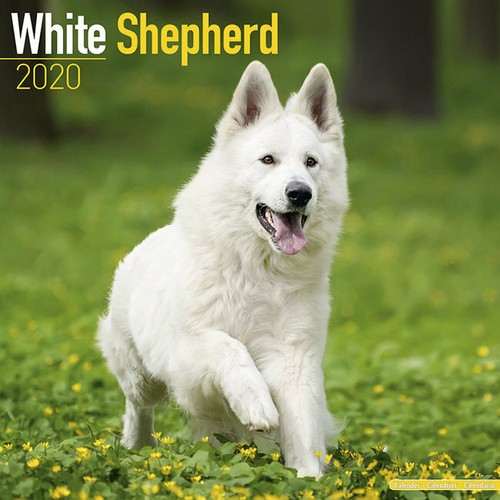 Calendrier 2020 berger blanc - 2020,