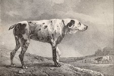 Estampe ancienne chien de