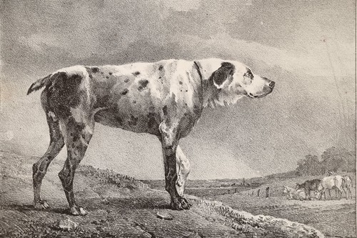 Estampe ancienne chien - , de