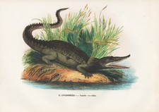 Lacerta Crocodilus Kaimane