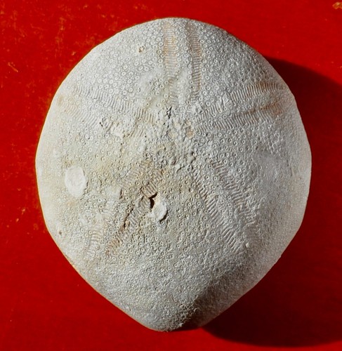 Oursin fossile éocène des - fossile,