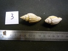 207.04 L - LYRIA TURGIDULA -