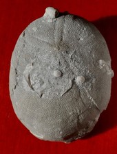 OURSIN FOSSILE ÉOCÈNE DU PAYS BASQUE , ECHINOLAMPAS